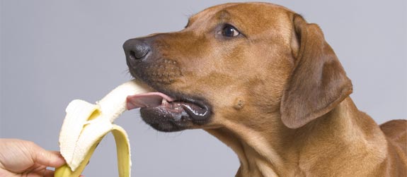 Can Dogs Eat a Banana?