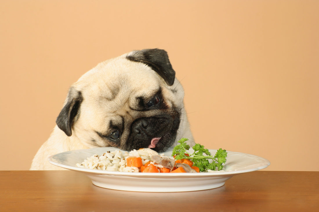 Can Dogs Eat Rice?