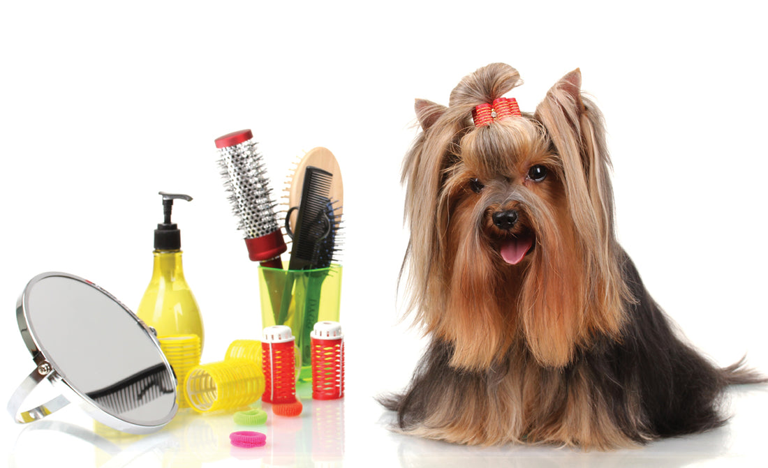 Dog Grooming Basics Tips and Techniques