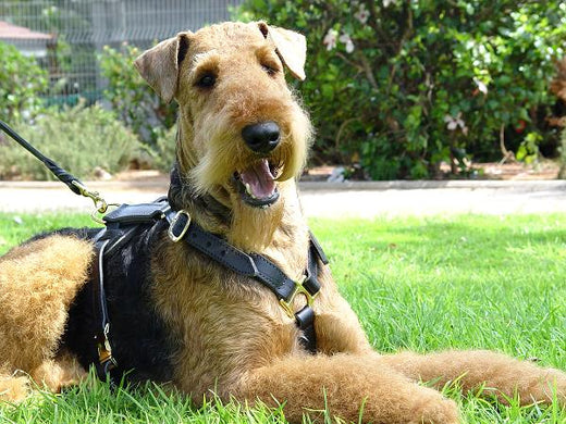 Airedale Terrier Dog Breed Information