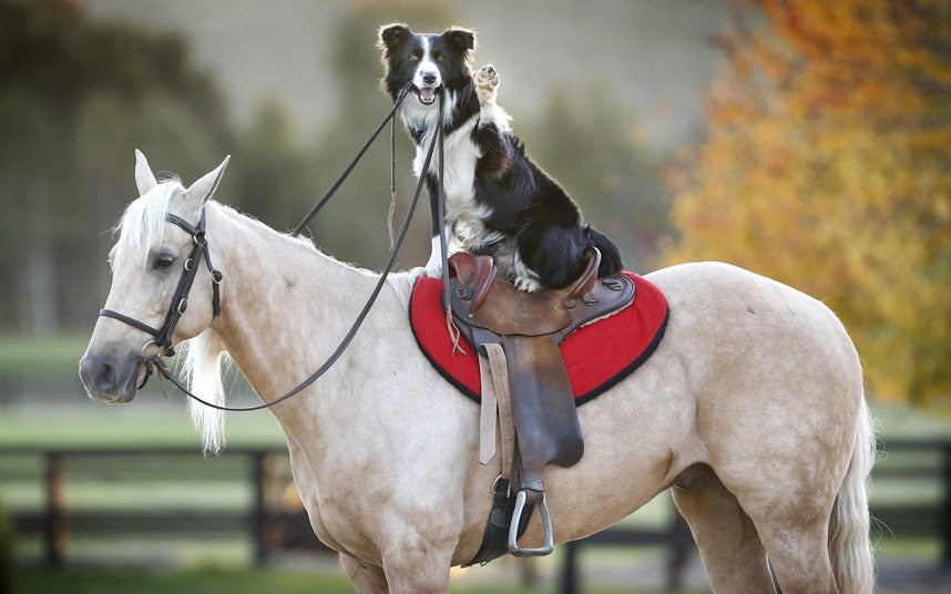 Amazing Dog Tricks Performed by Border collie- Video