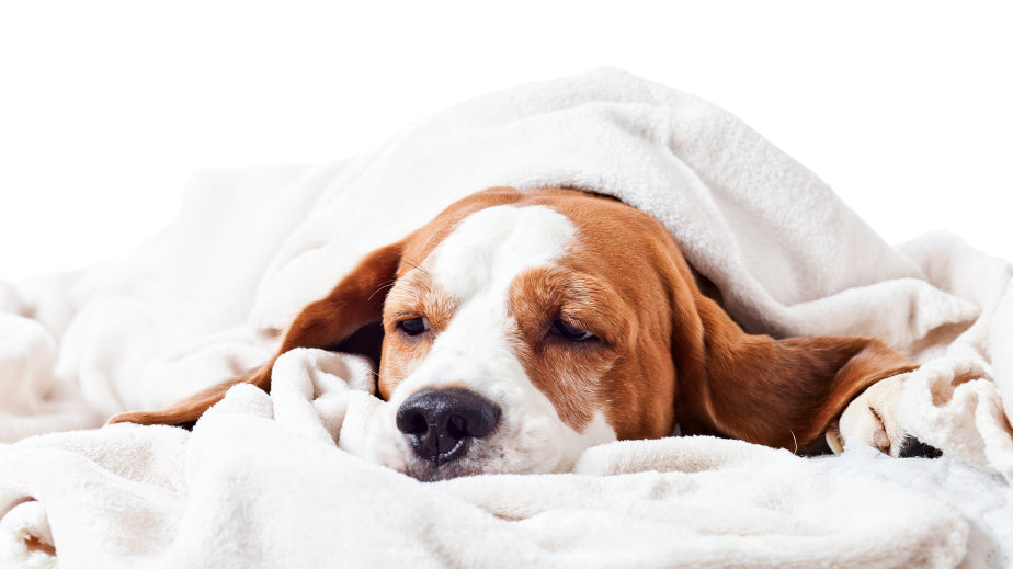 Is your dog seriously ill? Locate with these 7 signs!