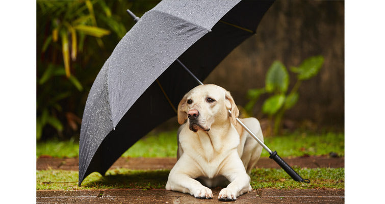 Effective Tips To Keep Your Pet Healthy During Monsoon