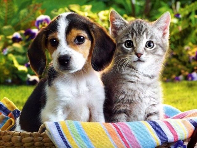 5 Tips for Bringing Cat and Dog Together