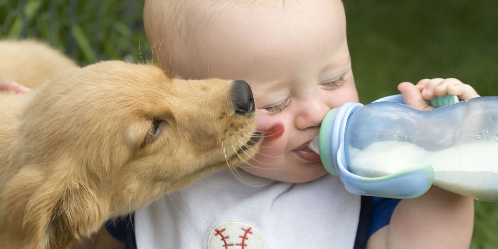 Why do Dogs Lick? Dog Behavior Decoded.