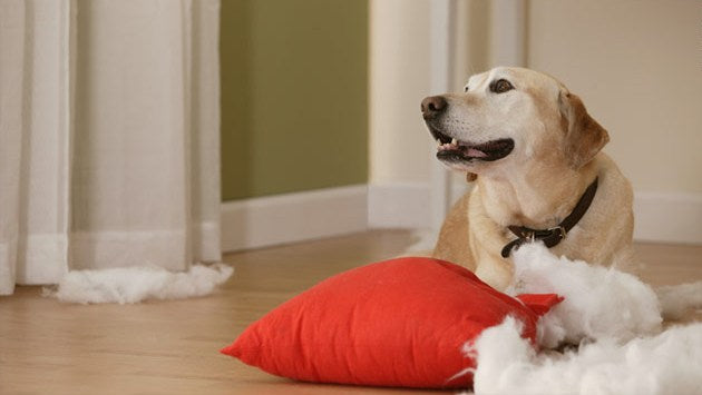 10 Reasons That Is Making Your Dog to Misbehave