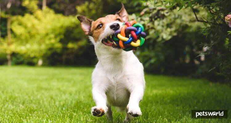 How to Choose the Best Toy for Your Dog?