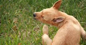 Common Dog Allergies | Causes and Prevention