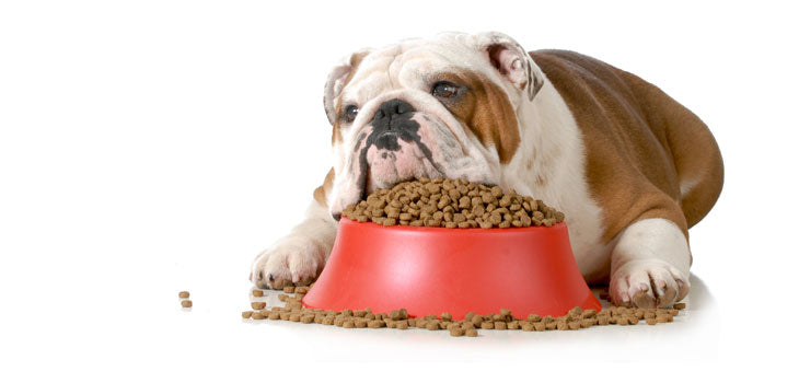 Are Grain Free Dog Food Really Healthy? Read Before You Switch Over