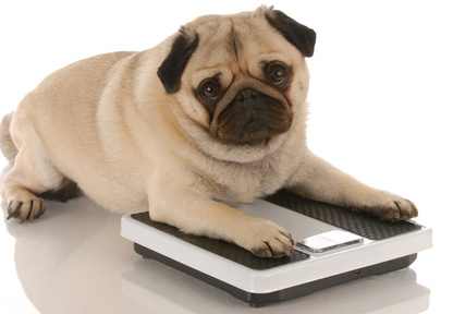 Effective Ways To Treat Canine Obesity