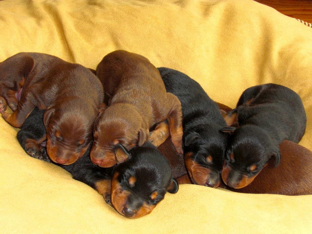 Adopt Doberman Puppy - Buy/Sell Puppies Available All Over India