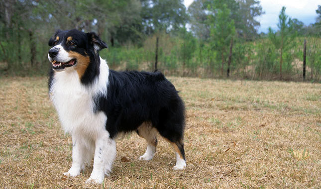 Australian Shepherd Breed Guide: Temperament, Care & Fun Facts