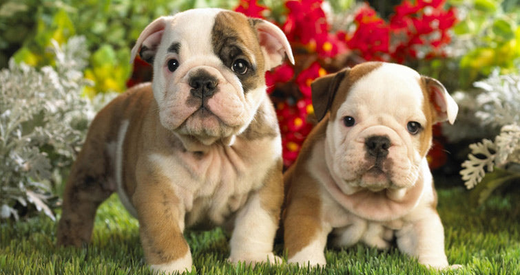 English Bulldog Dog Breed Information