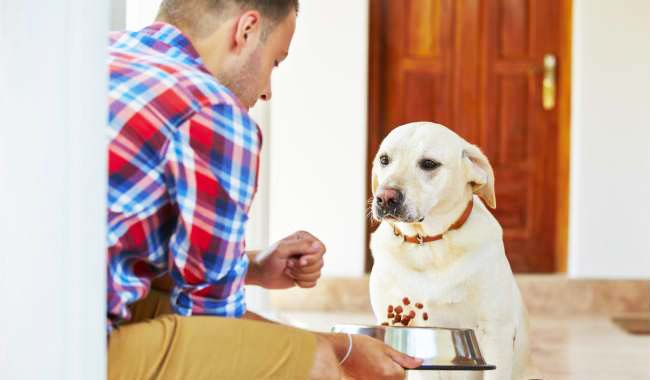 Is A Grain Free Diet For Dogs Really The Key To Their Good Health?