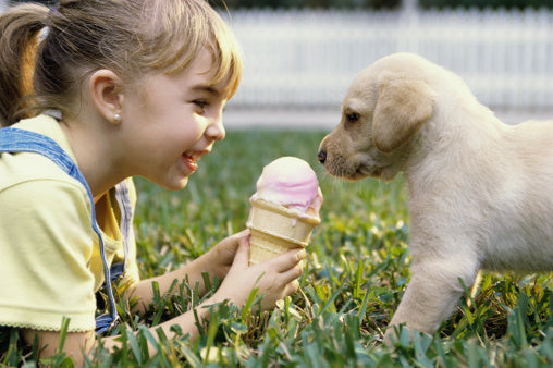 What to Feed Your Dog in Summers?