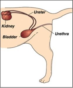 Urinary Tract Disease in Cats