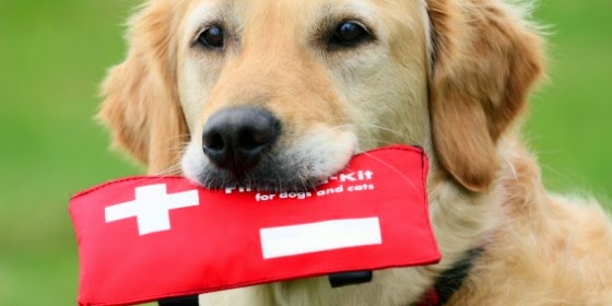 First Aid Kit for Dogs: What Not to Miss!