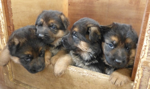 Buy/Adopt German Shepherd (Alsatian) Dogs on SALE - See Puppy Prices in India