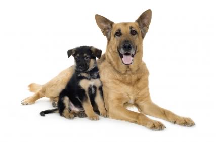 Different Types of Shepherd Dogs