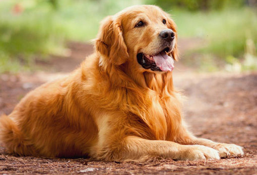 dog retriever