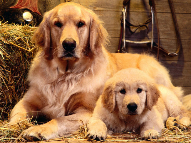 Golden Retriever Top 10 Gentle Dog Breeds In India Top 10 Most Friendly Dog  Breeds Golden