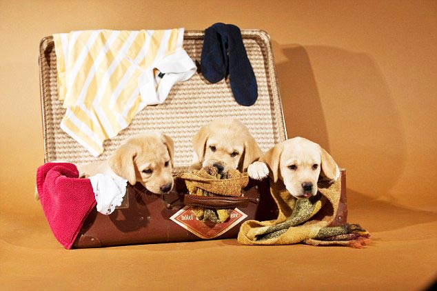 Top Indian Resorts That Welcome Pets With Open Arms| Pet Friendly Vacations