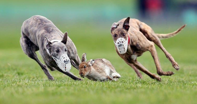 Online Training Guide for Racing Dog Greyhound