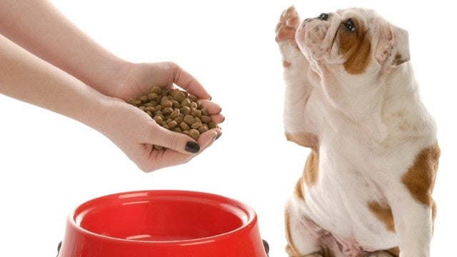 How Much Should You Feed Your Dog?