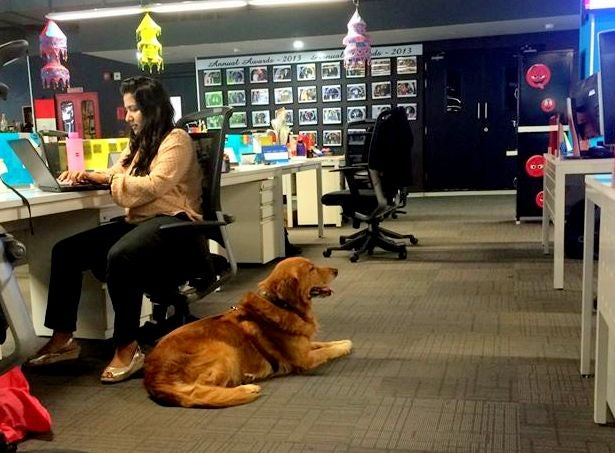 Indian Startups Adopt Pet Friendly Policy At Work To Retain Staff