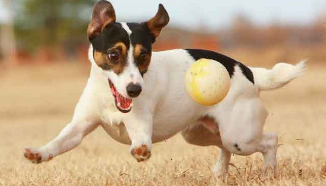 Some Amazing Facts About Jack Russell Terrier Dog
