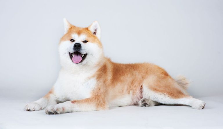 Akita Dog Breed Information