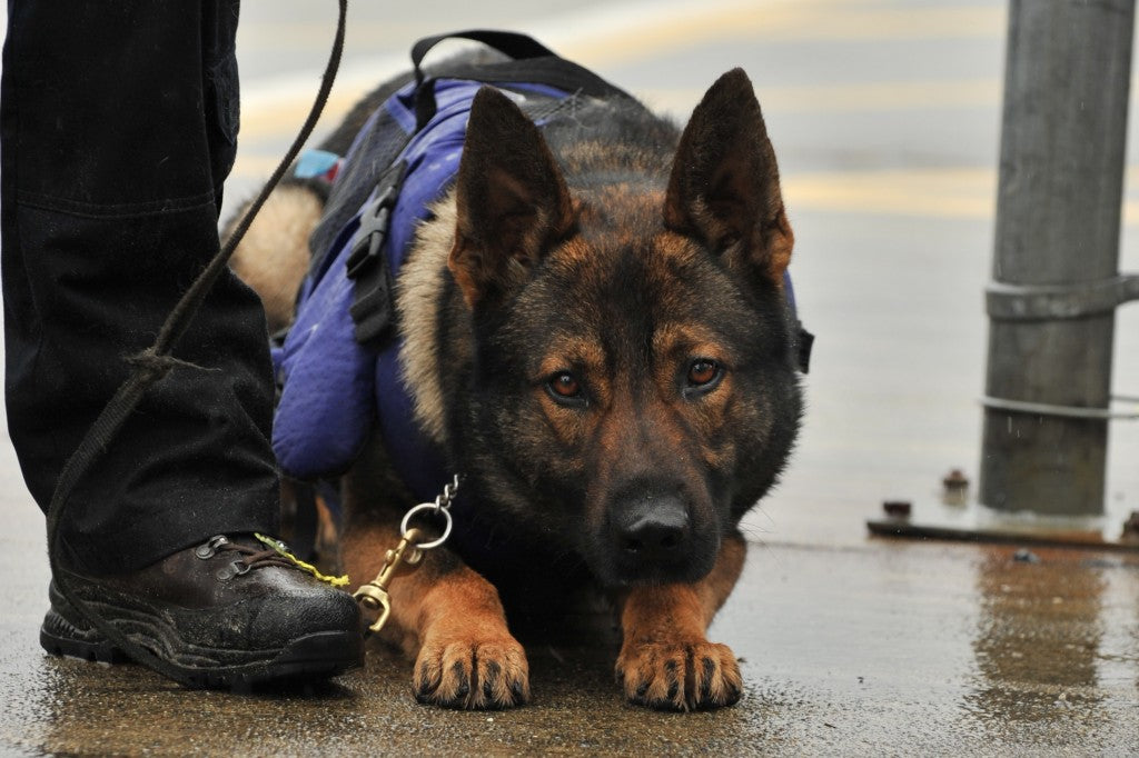 Pictures of K9 Police dogs