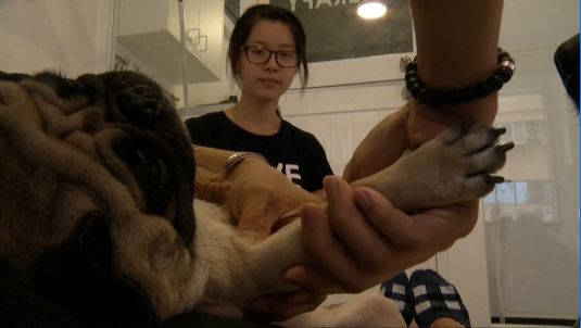 Chinese Massage For Dogs? Taiwan Pet Hotel Claims Can Extend Pets' Life