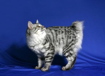 Cat Breeds With Short Tails