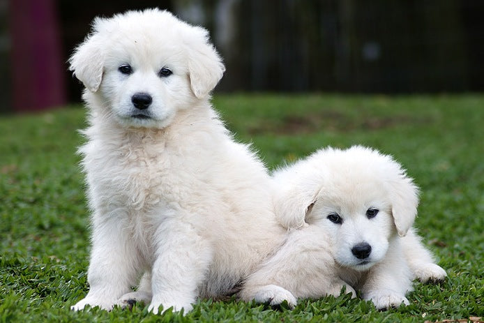 Kuvasz Dog Info with Cute Pictures