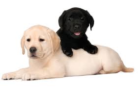 Feeding a Labrador Puppy- What to Feed and How Much?