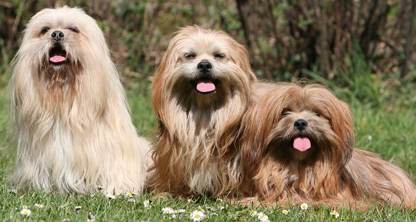 Everything About Lhasa Apso: Handy Information About Lhasa breed