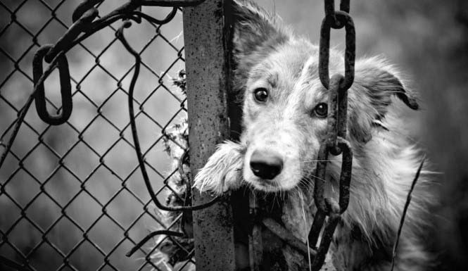 If A Man Bites Dog In India, The Fine Is Only Rs.50|A Take On The Weak Animal Protection Laws