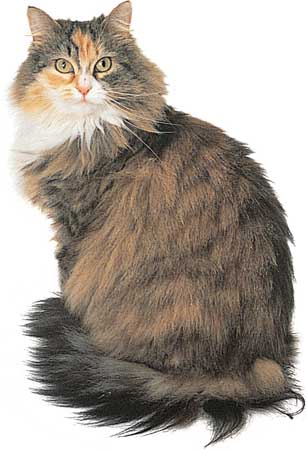 Top 10 Common Yet Popular Cat Breeds – Pictures