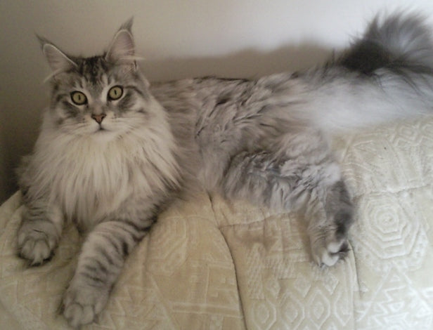 Cat Breeds With Fluffy Tails