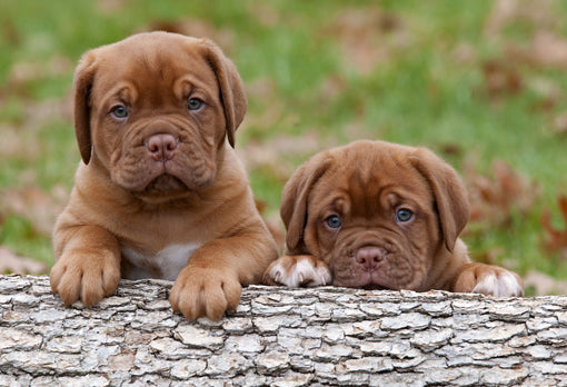 Taking Care of a Mastiff Puppy