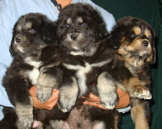 Tibetan Mastiff Puppies on Sale - Buy/Adopt All Over India