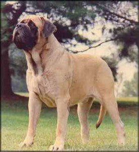 List of Mastiff Dog Breeds