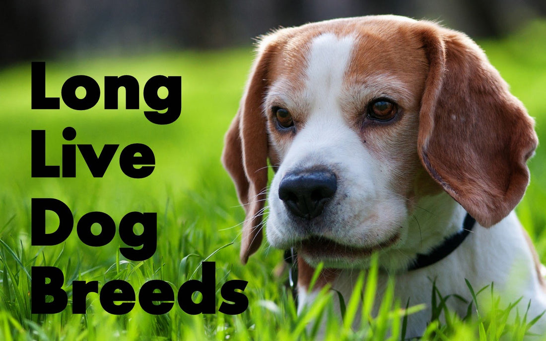 Top 10 Longest Living Dog Breeds