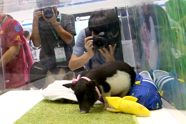 Chinese Biotech Firm Produces Custom-Made Micro Pigs To Sell As Pet