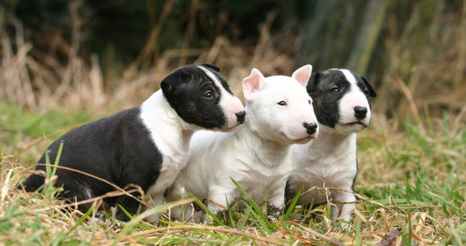 How To Train A Bull Terrier?