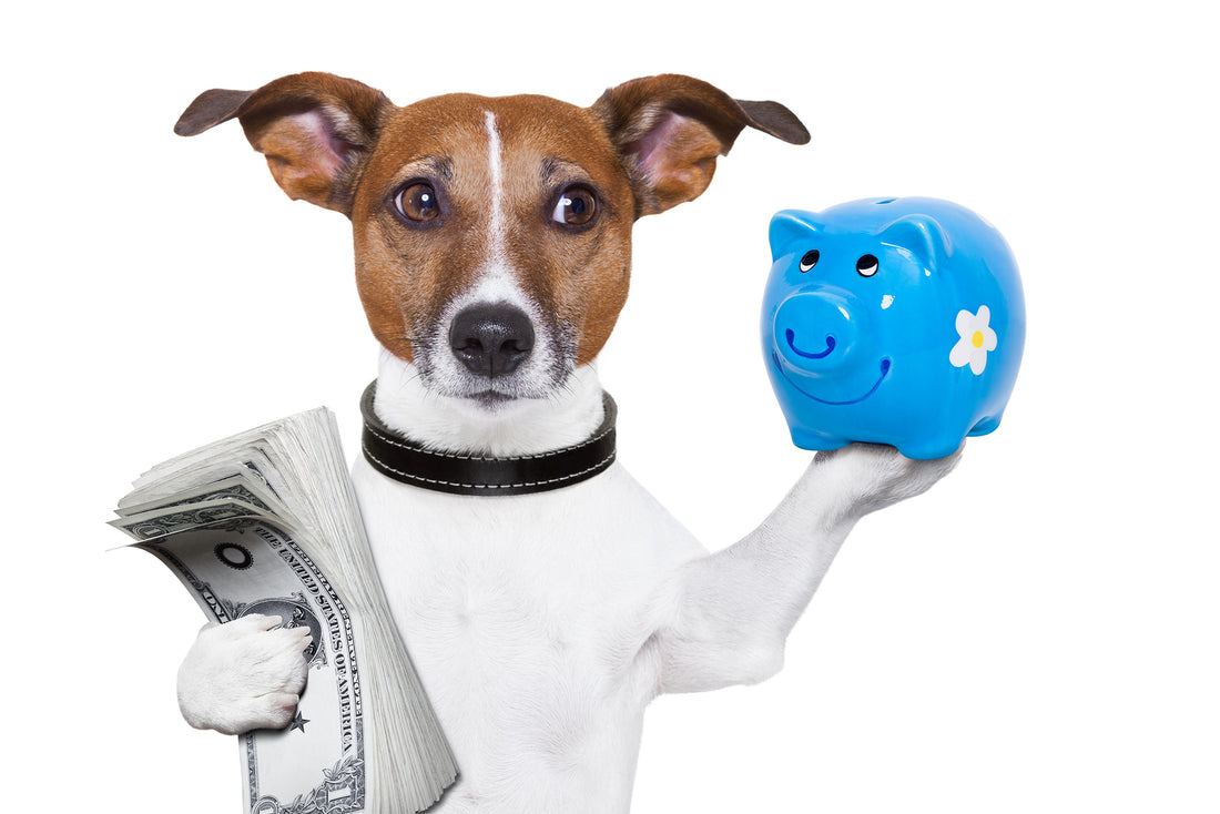 5 Simple Tips to Save Money on Veterinary Care