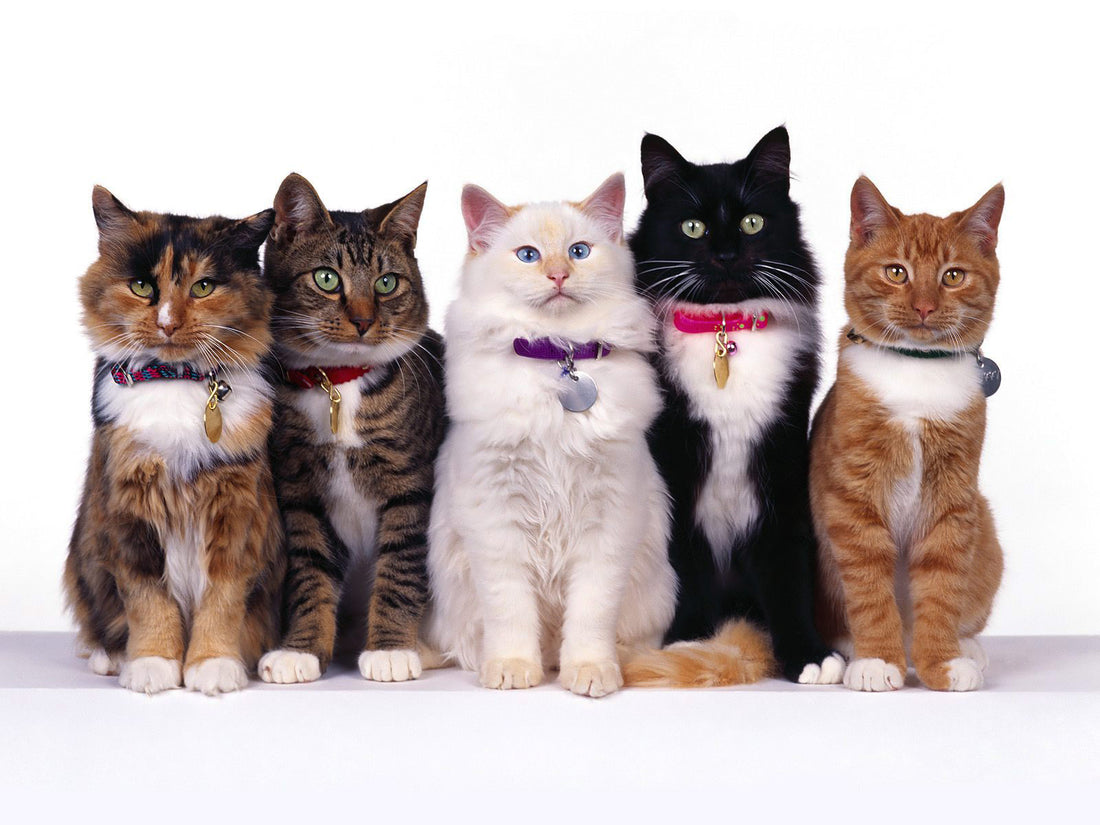 10 Friendliest Cat Breeds- Video