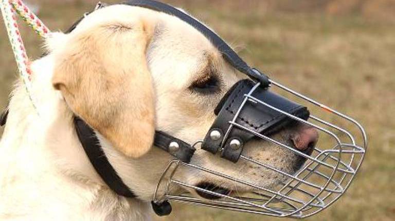 How To Choose a Right Muzzle For Your Dog: By Taking Care Of Your Dog’s Health, Comfort And Life!