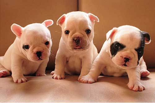 How to Take Care of New Born Puppies?